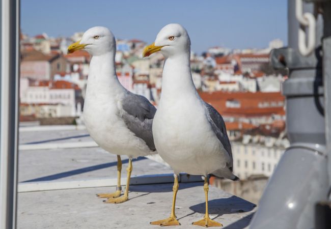 Appartement à Lisbonne - Carmo Chiado