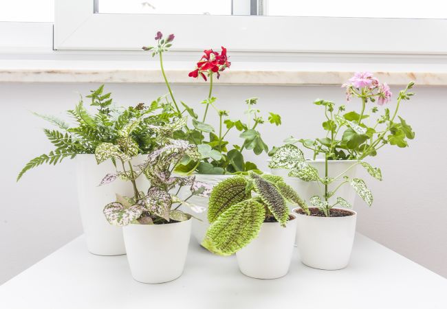 Appartement à Lisbonne - Calado E